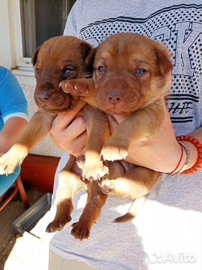 Шарпей помесь в добрые руки