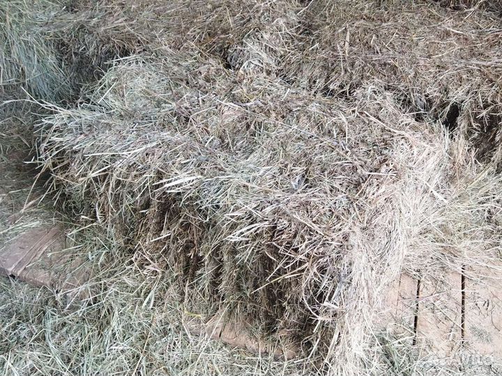 Сено, в кипах 18-20 кг
