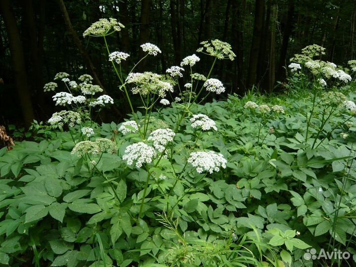 Сныть обыкновенная семена