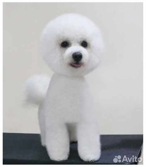 Зоосалон, груминг, стрижка животных