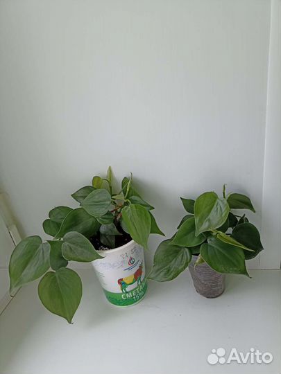 Сингониум. Филодендрон лазающий