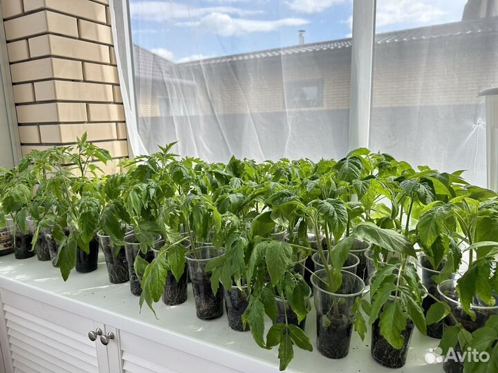 Рассада помидор