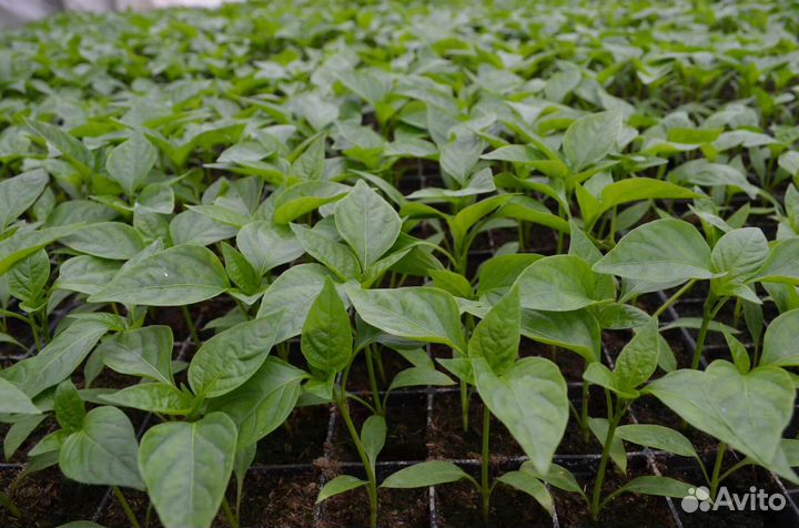 Рассада помидор и перцев