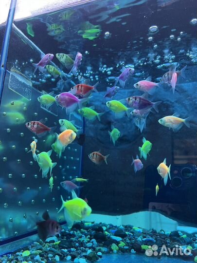 Аквариумные рыбки