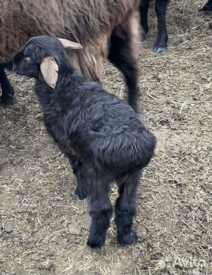 Баранчики,ярки