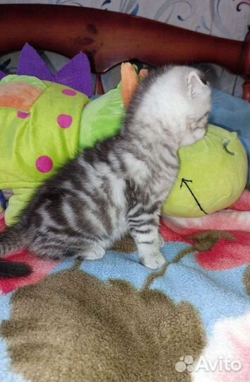 Котята Мраморные Вислоухие