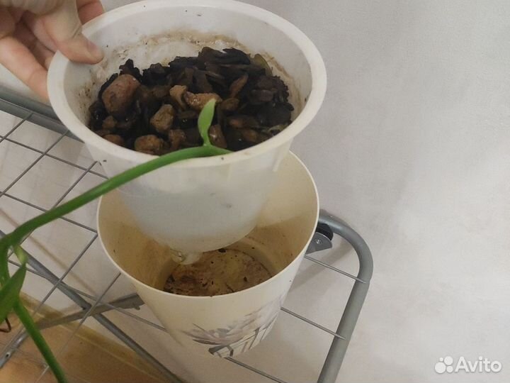 Ваниль (настоящая) вариегатная