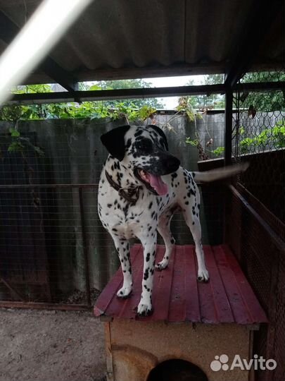 Далматинец