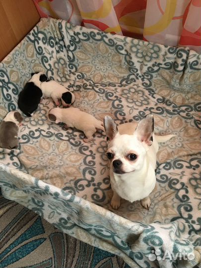 Щенки чихуахуа мини девочки