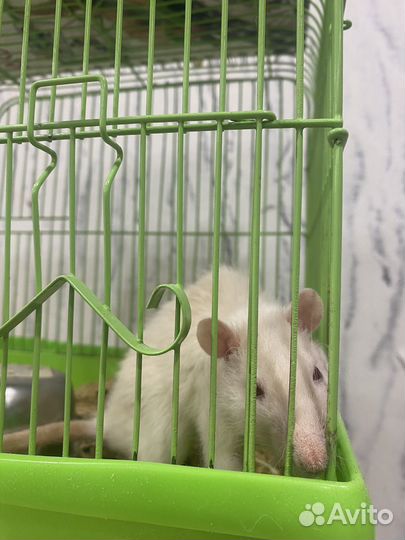 Отдам крыс (белый мальчик, серая девочка)