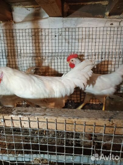 Молодые петушки порода леггорн