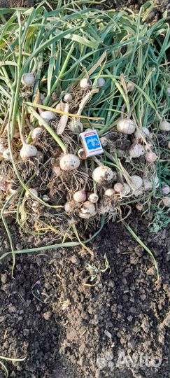 Озимый Чеснок