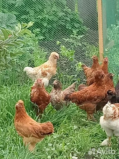 Куры молодки