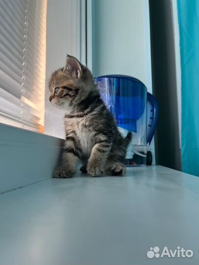 Шотландская вислоухая