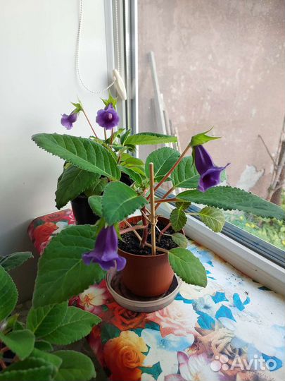 Глоксиния в горшке