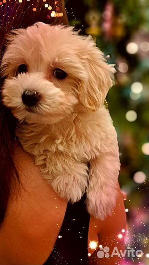 Мальтипу f1 mini