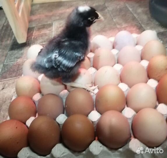 Инкубационное яйцо кур несушек