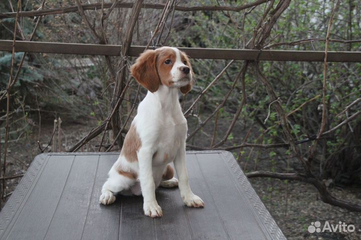 Бретонский эпаньоль щенки