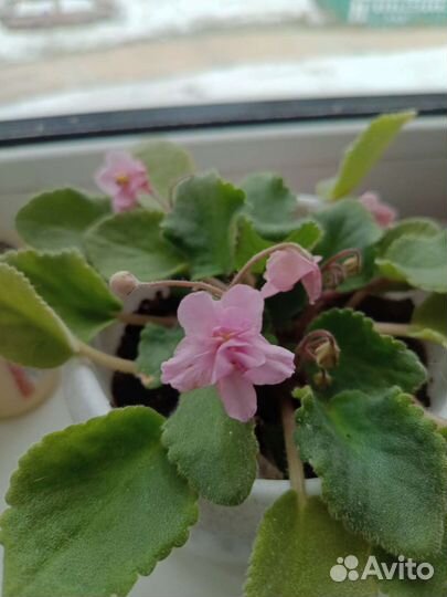 Фиалка в горшках