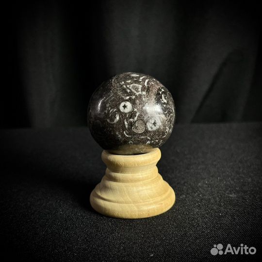 Шар с морскими лилиями окаменелость ископаемое