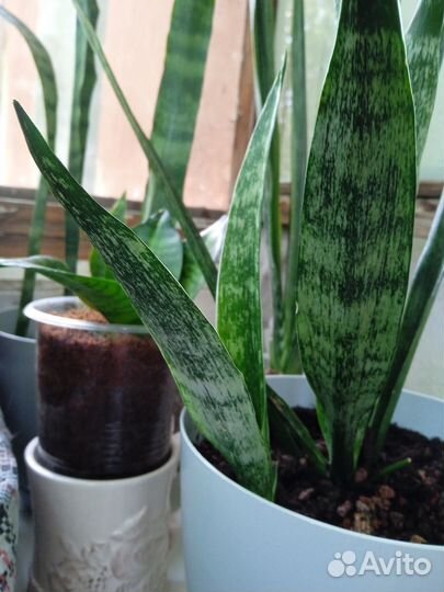 Сансевиерия Грин Рейн с деткой