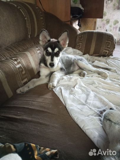 Щенки хаски бесплатно
