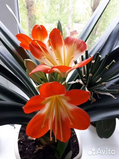 Кливия оранжевая
