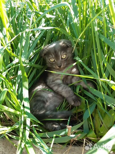 Котик в добрые руки