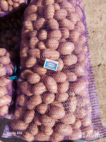 Картофель на корм скоту