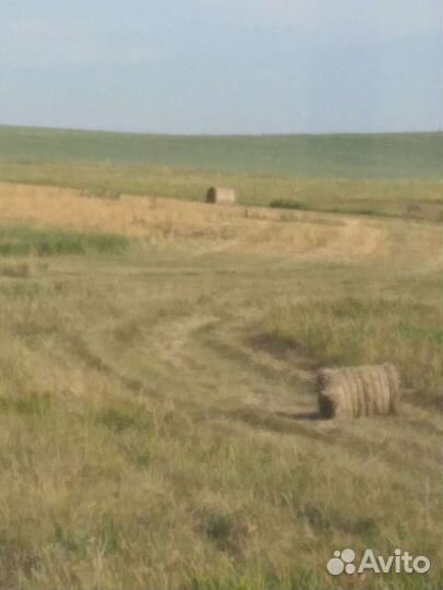 Сено в рулонах 2023