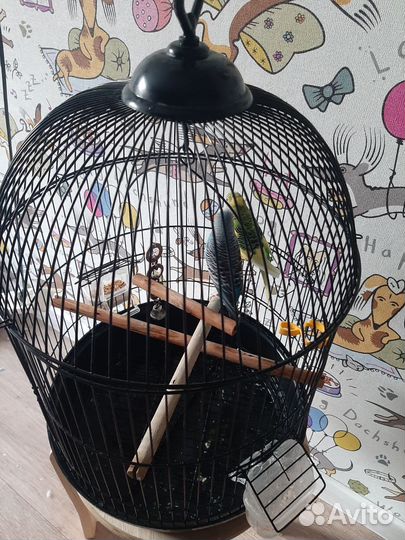 Волнистые попугаи