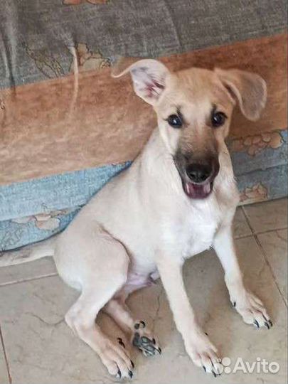 Мальчик ищет дом