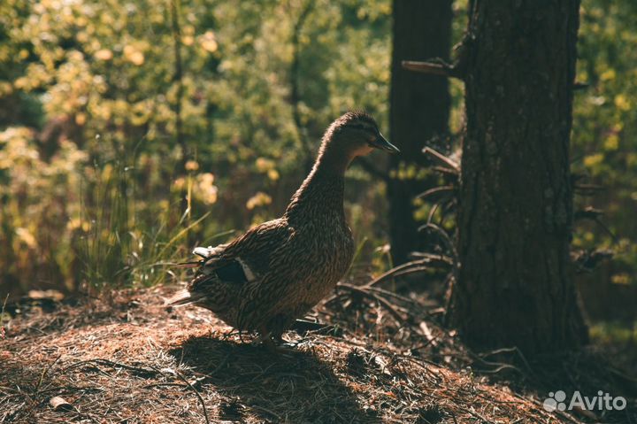 Подсадные утки