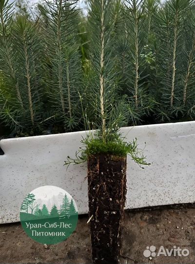 Зкс Сосна сеянцы Ели Лиственницы окс Голуб Горная