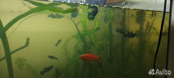 Аквариум с рыбками бу