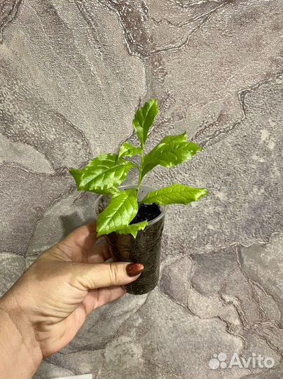 Дуранта, Кислица, Гибискусы