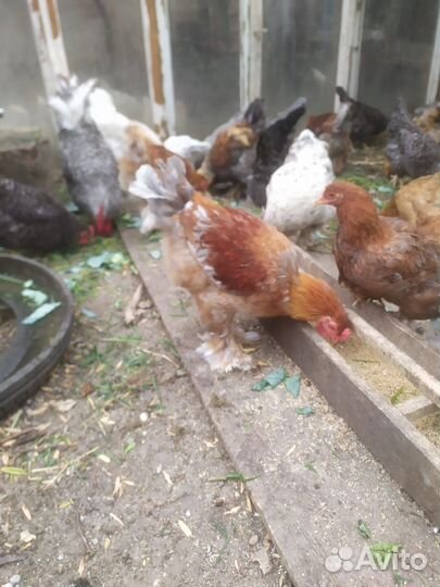 Куры петухи