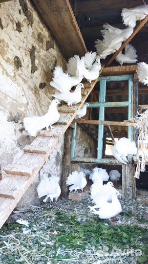 Продажа голубей