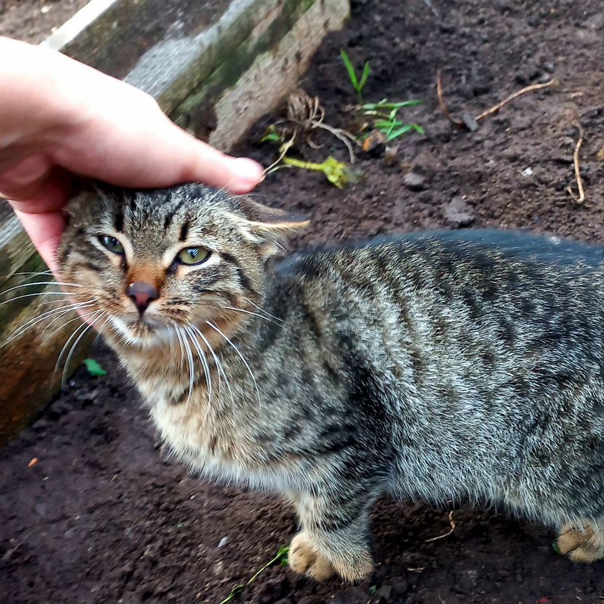 Котенок в добрые руки