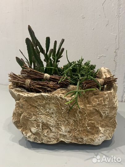 Композиция, цветы, суккуленты