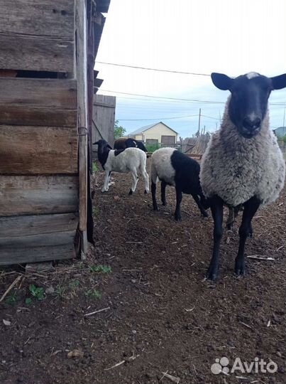 Бараны от чистопородного Дорпера
