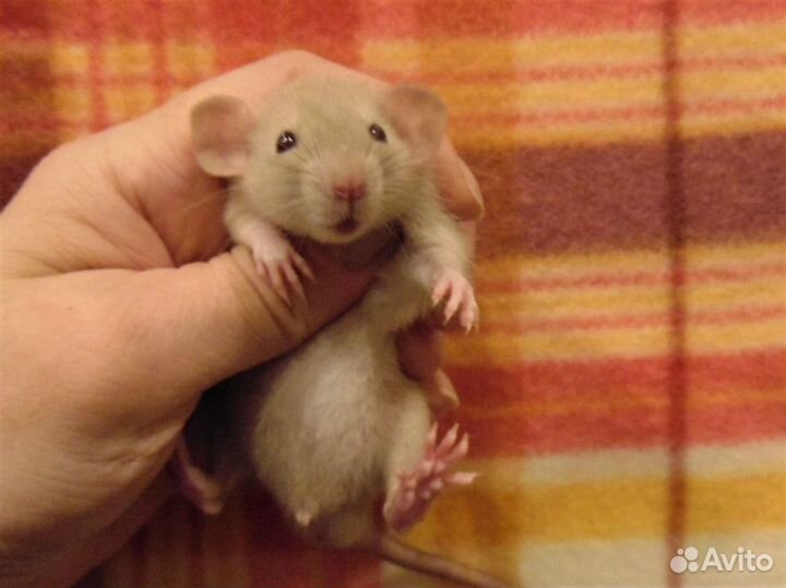 Крысы, крысята дамбо от заводчика, клетки, корм