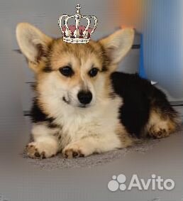 Вельш Корги Пемброк. (Бюджетно)
