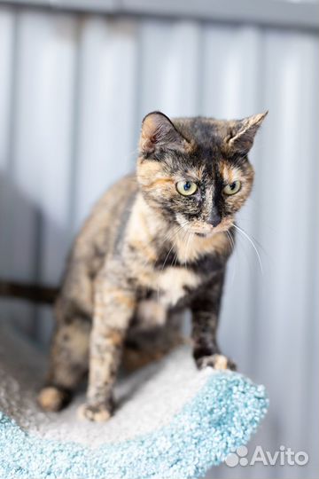 Кошка Бонька, 3 годa в дар