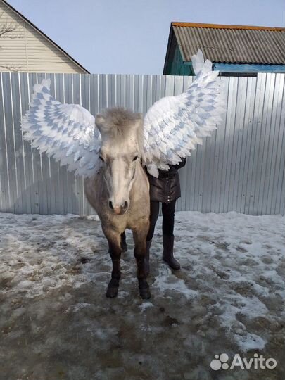 Прокат на лошадях