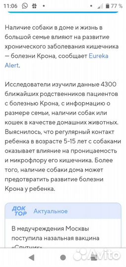 Минифранцузик