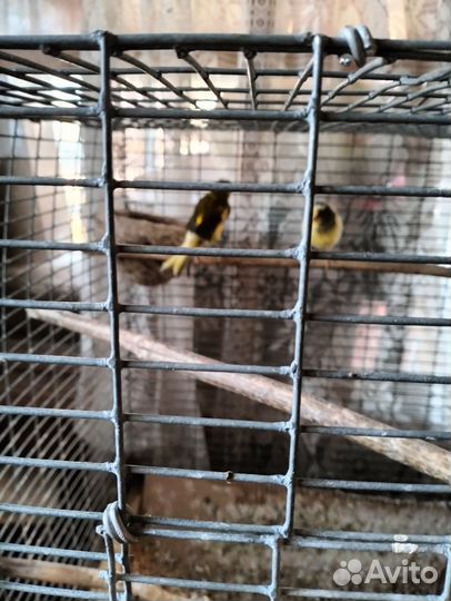 Канарейки пара