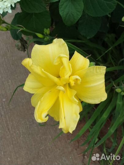 Лилейник махровый желтый