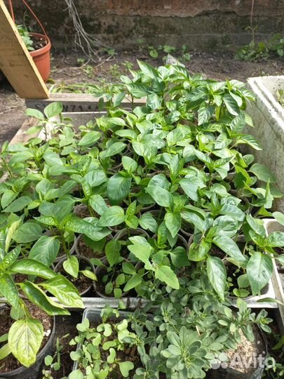 Рассада цветы и овощей