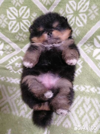 Щенки шпица